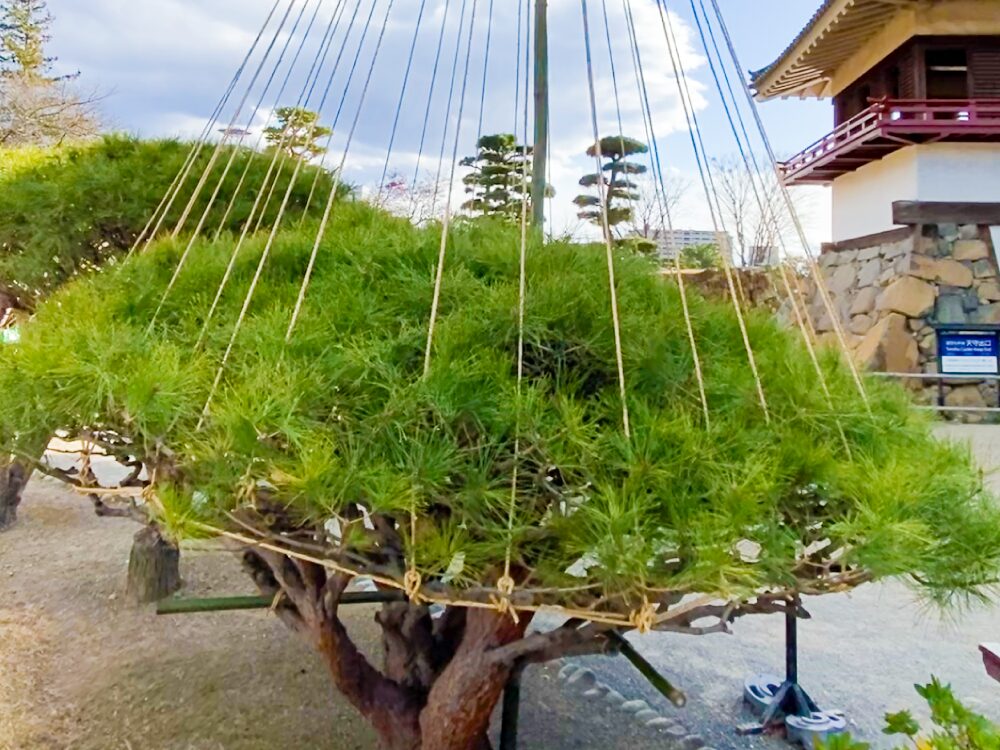 国宝：松本城の庭苑管理の様子。雪吊り完成