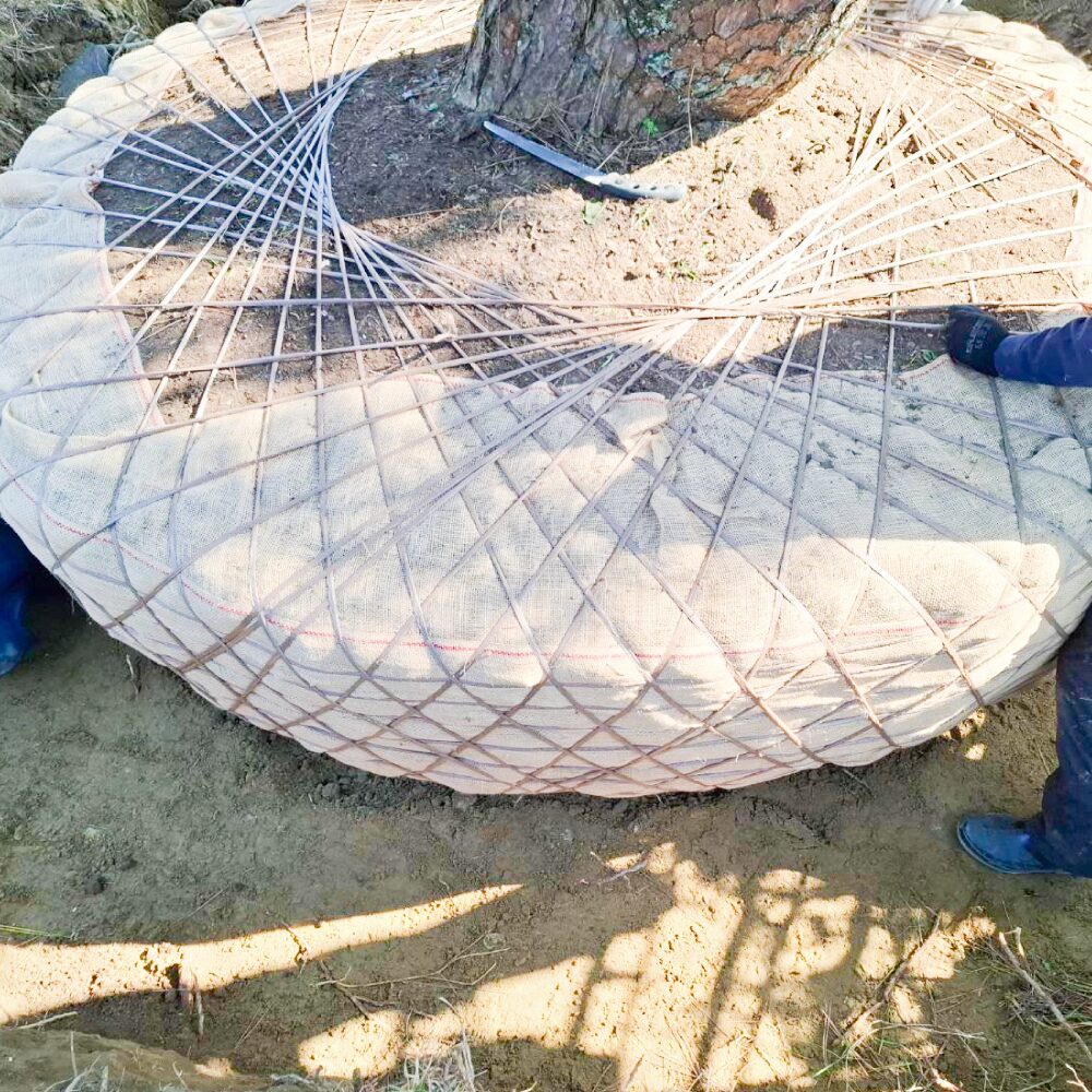 植木の根を保護している様子