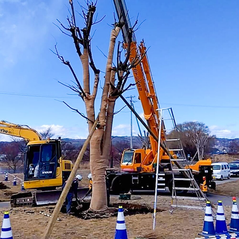木をクレーンで植えている様子