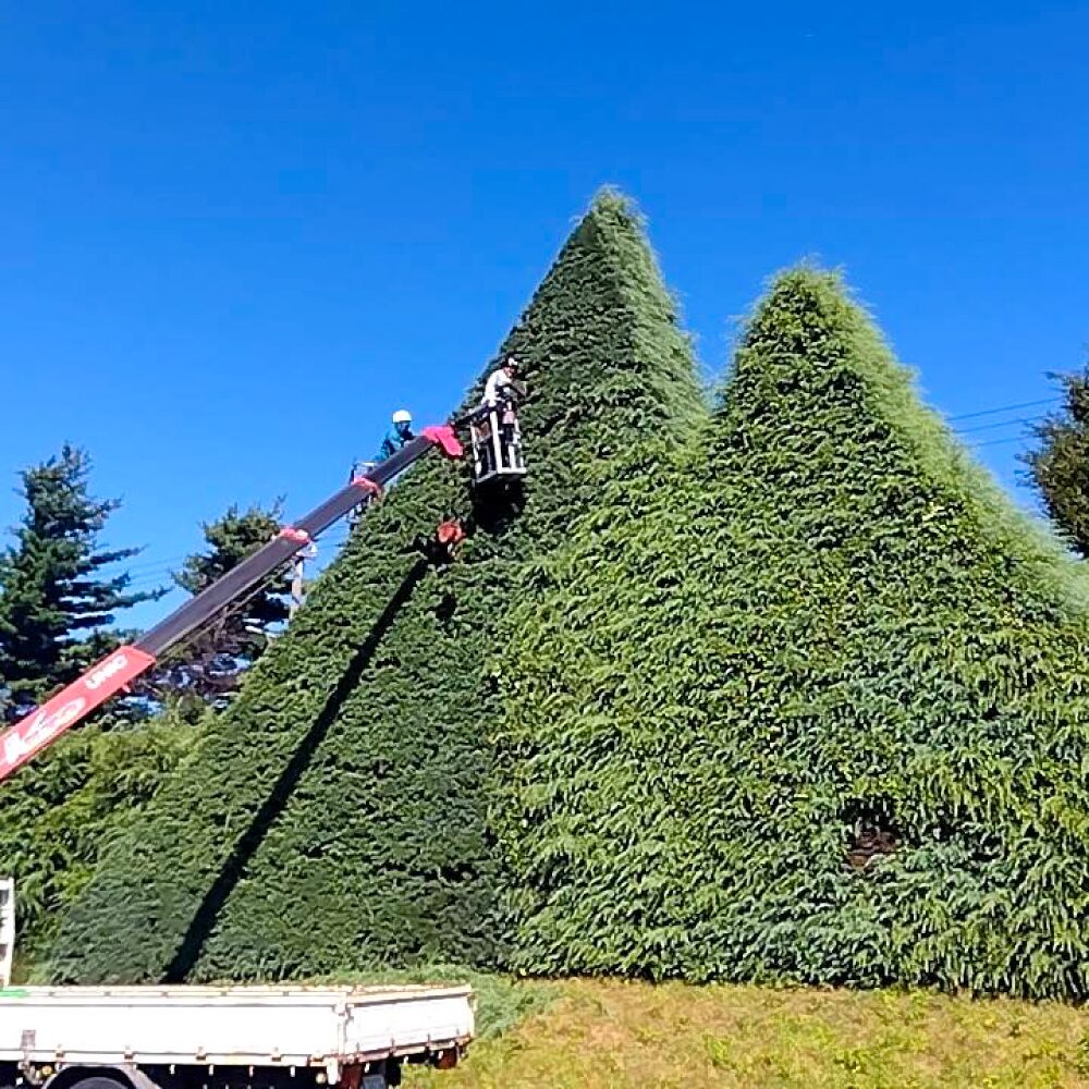 クレーン車に乗って、高所の木を切っている様子