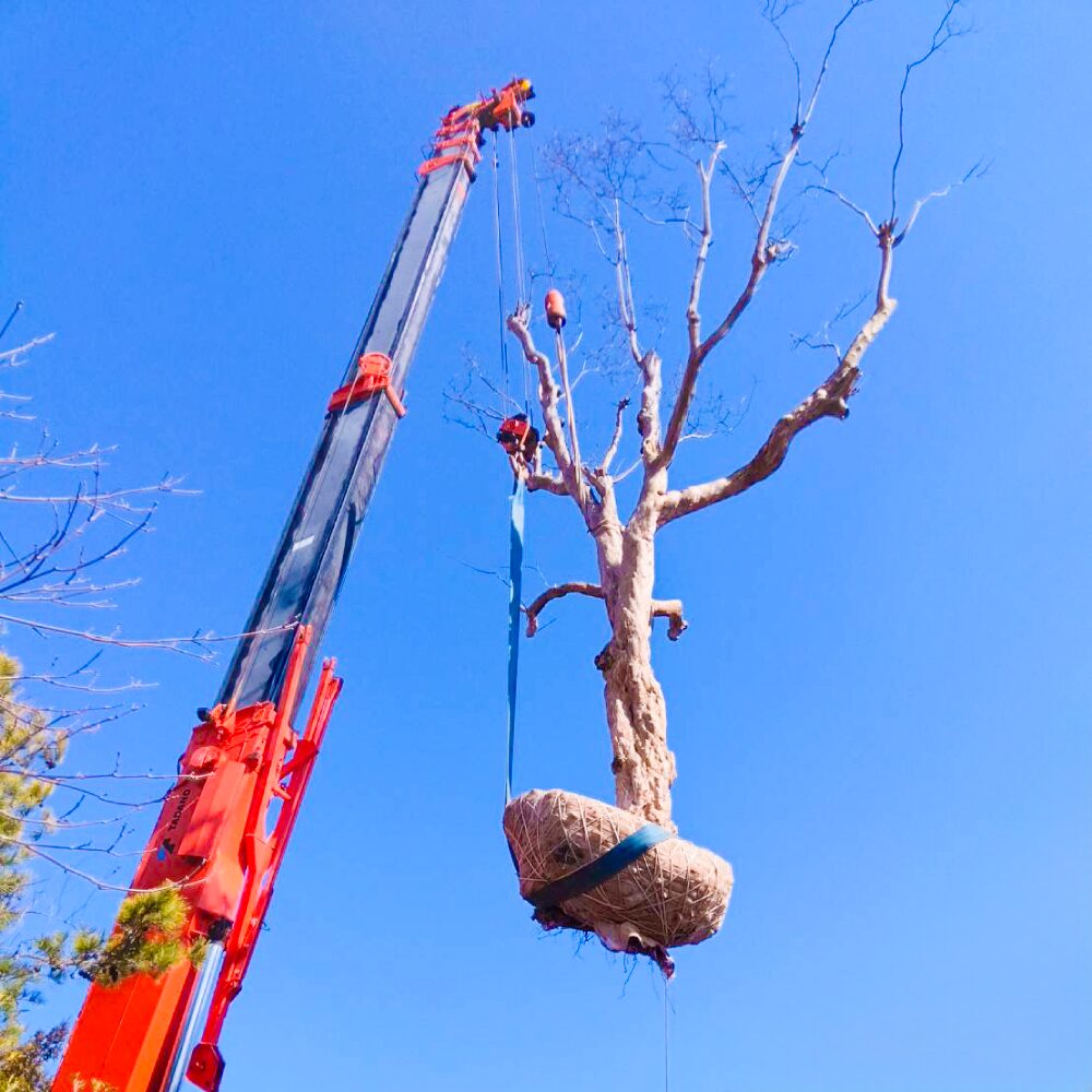 クレーンで樹木を吊り上げている様子