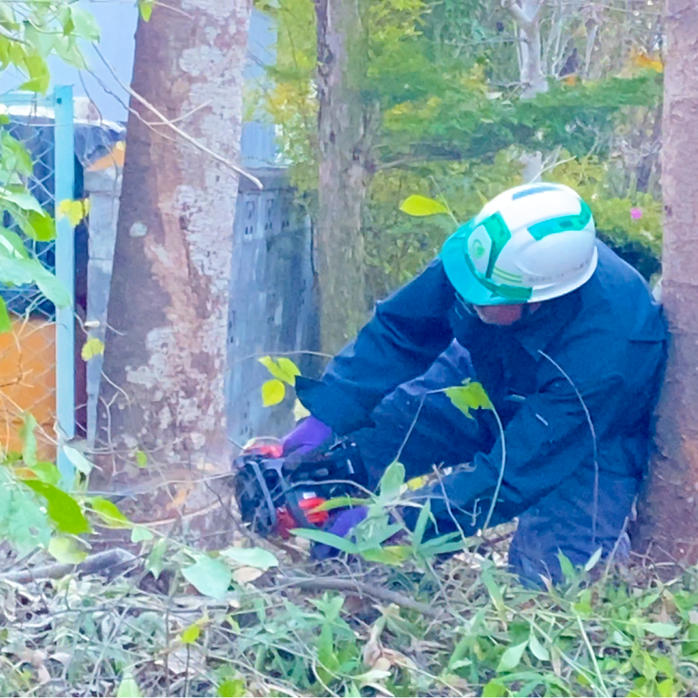 チェーンソーで木を伐採している様子