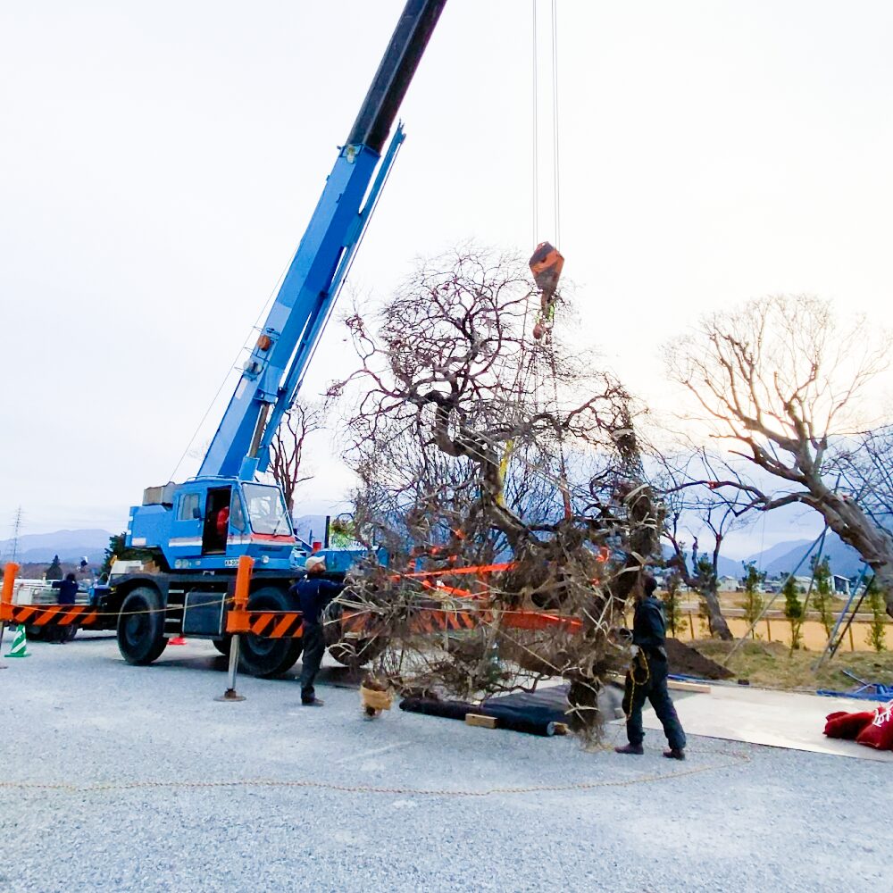 樹木をクレーンで運んでいる様子