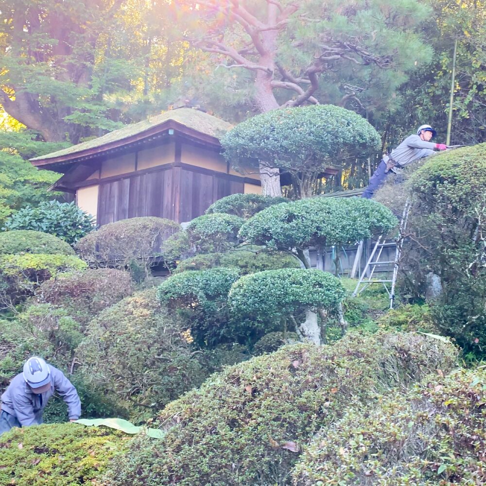 庭にお手入れの様子