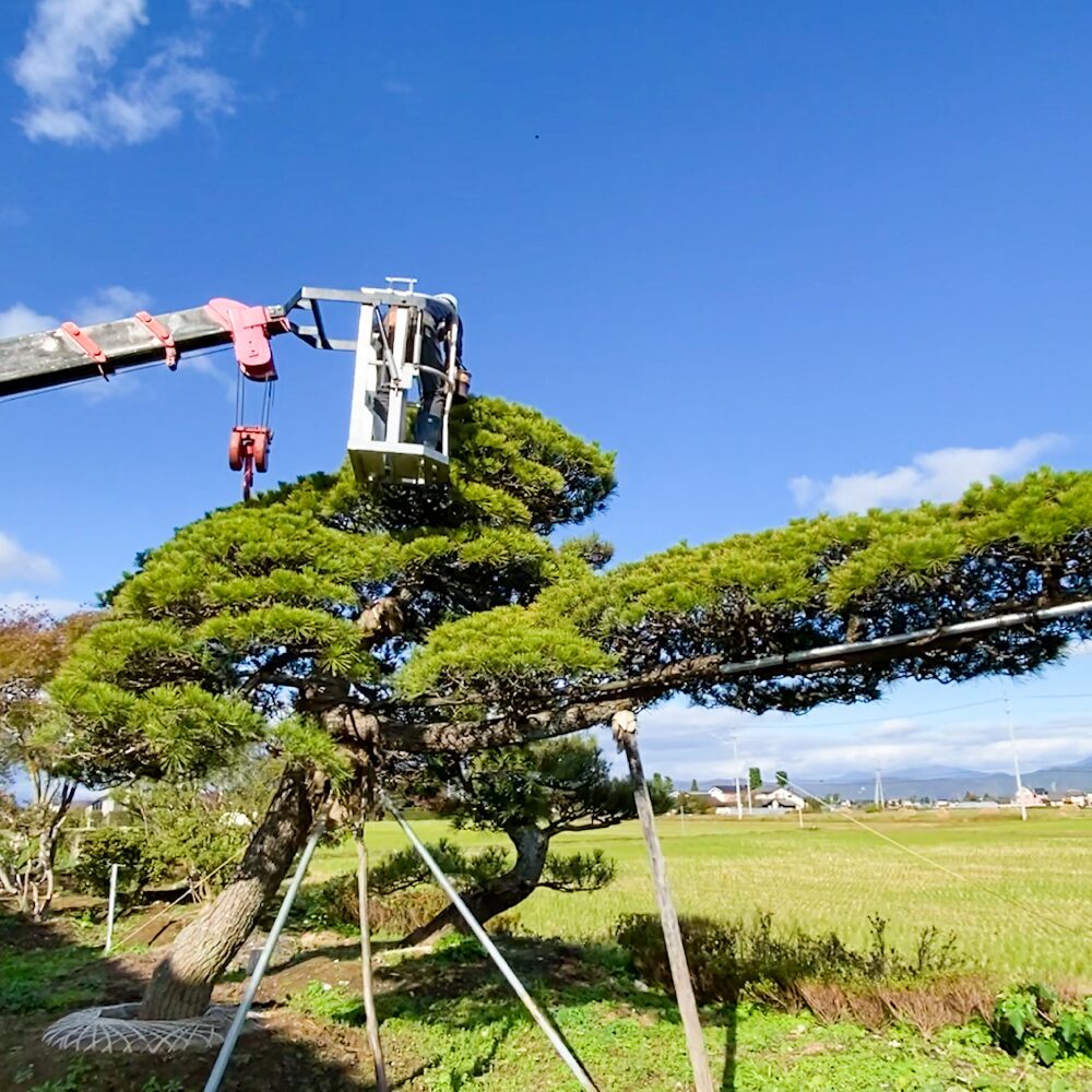 松の木のお手入れ