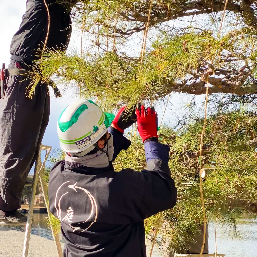 松の木の雪吊りを施工している様子